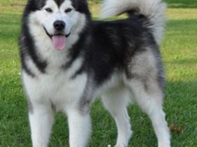 Panduan Lengkap Harga Anjing Husky Terbaru 2025: Tips Membeli dan Perawatan