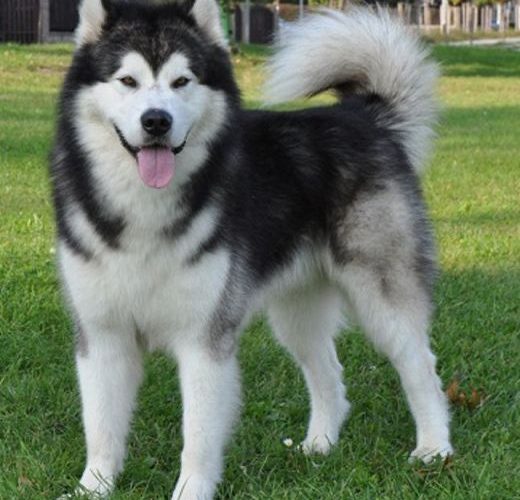 Panduan Lengkap Harga Anjing Husky Terbaru 2025: Tips Membeli dan Perawatan