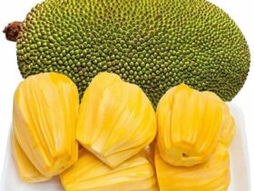 Buah Terbesar di Dunia dan Fakta Ilmiahnya yang Jarang Diketahui