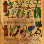 Manuskrip Voynich: Misteri Naskah Paling Sulit Dipecahkan di Dunia